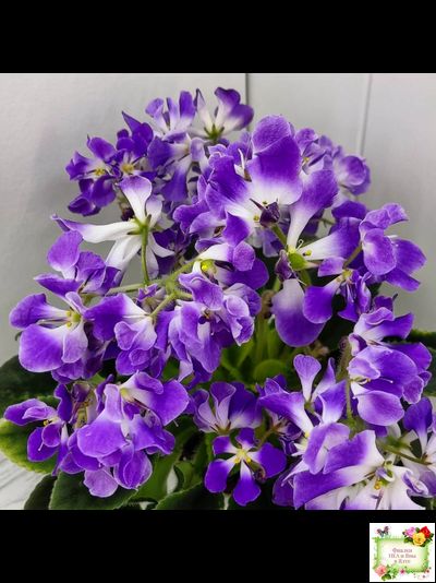 LV-Элизабет (Л. Шевелева) 2023 г.(лист посажен 29.01.26)