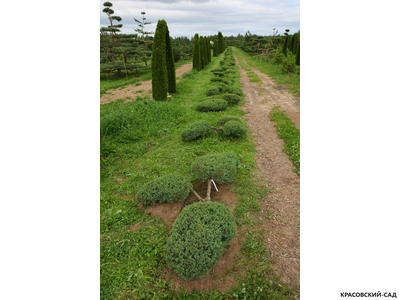 Ниваки - Бонсай садовый можжевельник Минт Джулеп - Mint Julep