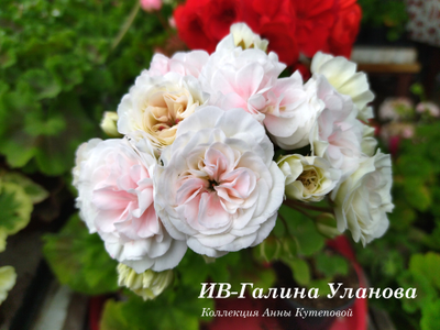 Пеларгония ИВ-Галина Уланова
