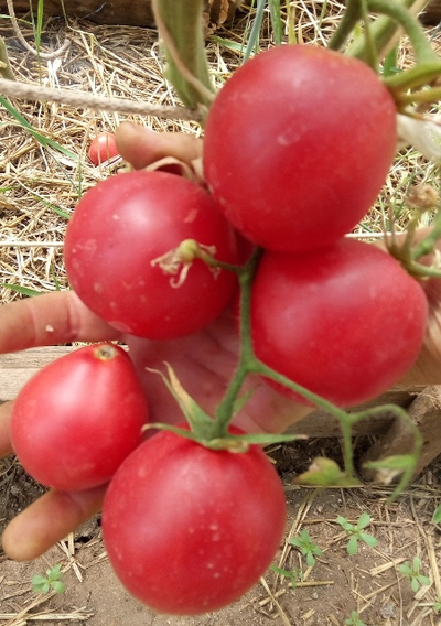 Томат Крымская роза