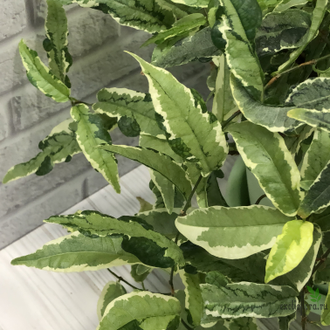 Фикусы - Ficus Sagittata Mutabilis / фикус сагиттата мутабилис