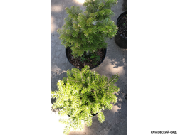Пихта одноцветная - фото летом - красовский-сад.рф