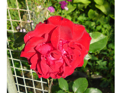 Сантана  (Santana)  клаймбер, Tantau