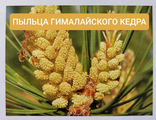 Пыльца гималайского кедра