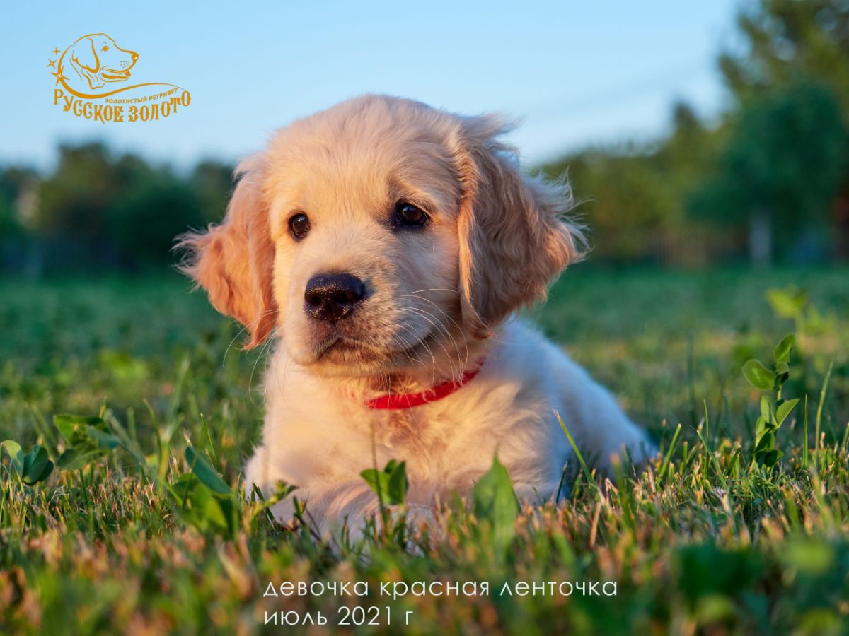 РЗ Шарма Таис, девочка красная ленточка, 2 месяца