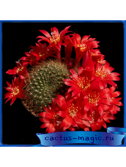 Rebutia senilis