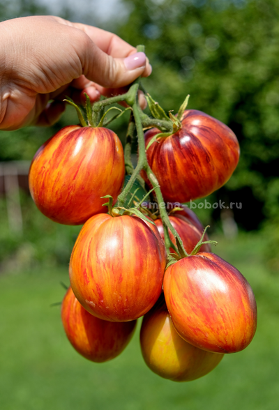 Томат Огненный Тюрбан, 10 шт