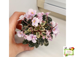 Precious Pixie (S.Sorano) (3 листа с детками в 1 стаканчике)