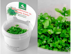 MICRANTHEMUM TWEEDIEI "MONTE CARLO"/ МИКРАНТЕМУМ "МОНТЕ КАРЛО" (меристемный)