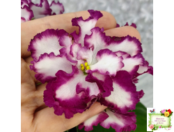 ВаТ-Волшебная Сказка (Т.Валькова) 2019 г.