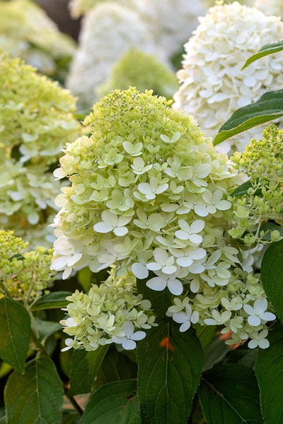 Гортензия метельчатая Limelight