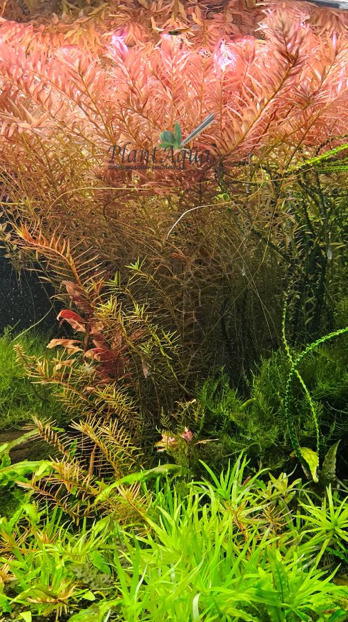 Ротапла Индика