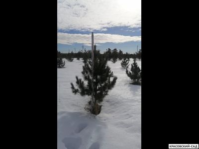 Кедр 6 метров