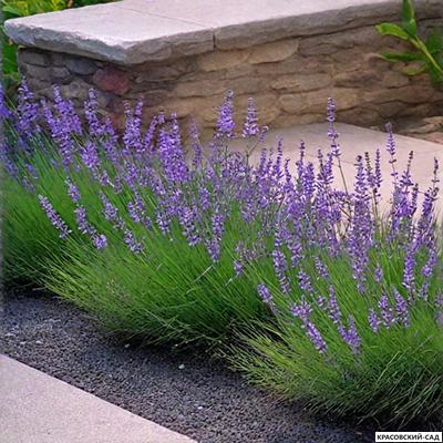 Лаванда Хидкот - Hidcote