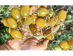 Томат черри Янтарные клавиши (Amber Keyes), США