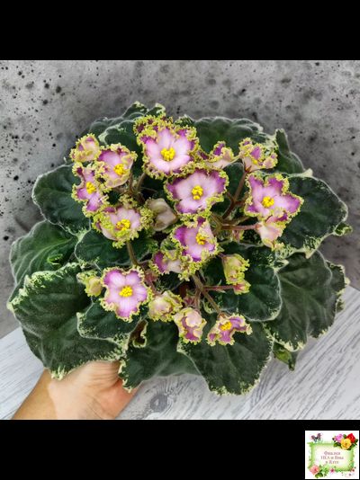 НД-Вербена (Н. Данилова-Суворова) 2021 г.