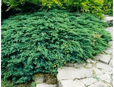 Можжевельник казацкий Tamariscifolia (цена: от 1700 руб)