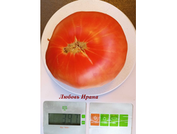 Томат Любовь Ирана