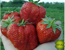 КЛУБНИКА "ЧАМОРА ТУРУСИ" (КРУПНЕЕ ГИГАНТЕЛЫ, ОЧЕНЬ ВКУСНАЯ, ПОЗДНЯЯ)