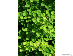 Барбарис Грин Карпет - Green carpet