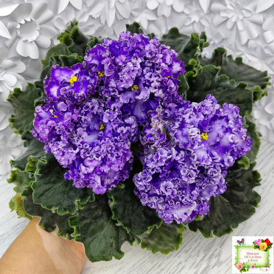 АВ-Озерная Фея (Фиалковод) 2017 г.