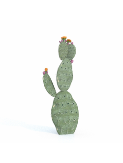 кактусы Опунция-01