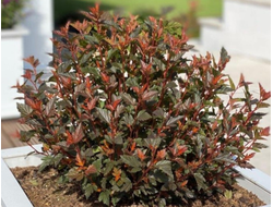 Пузыреплодник калинолистный Magical Sweet Cherry Tea, C3