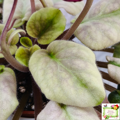 ЕК-Лампа Желаний (Е. Коршунова) 2021 г.