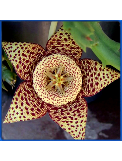 Orbea lepida