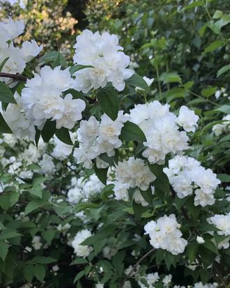 Чубушник (жасмин садовый )  гибридный Букет Бланк (Bouquet Blanc),