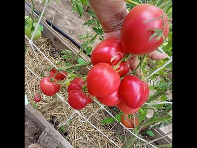 Томат Медвежье сердце