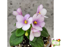 ЛЕ-Колибри (Е. Лебецкая) (3 листа посажены в 1 стак. 20.10.25)