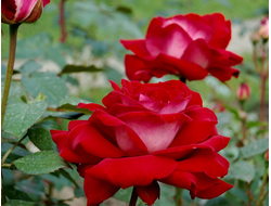 Шато де Версаль ( Ги ларош) , Ч/Г, Delbard