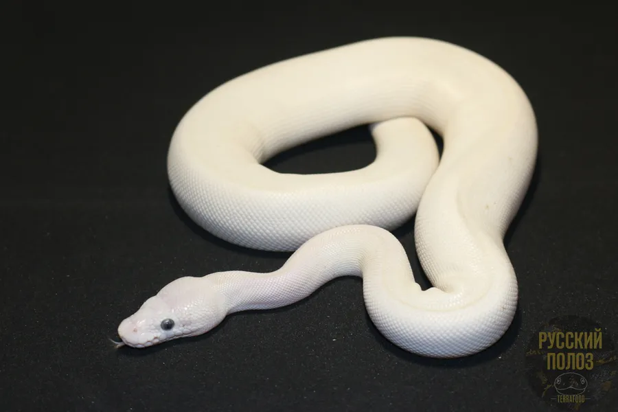 Королевский питон, Python regius, Ball Python
