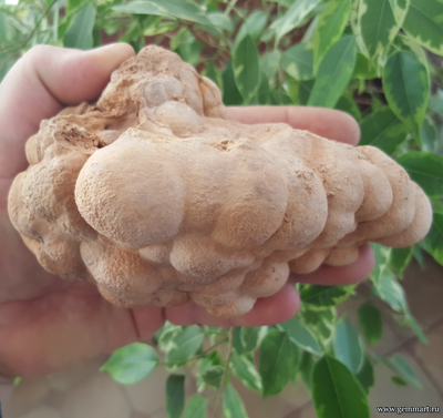 Почки мраморного оникса