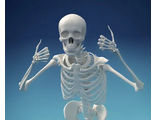 Скелеты, черепа