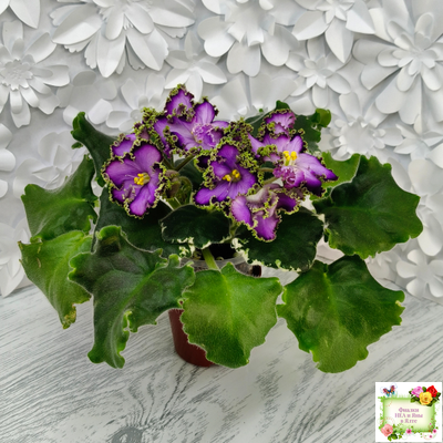 АВ-Пенная Вечеринка (Фиалковод) 2021 г.