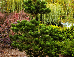 Сосна черная Oregon Green, C3