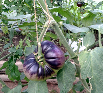 Семена томата Большой Желто - Синий