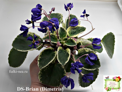 DS-Brian (Dimetris) 2014 г. (пестролистная бастл-листва)