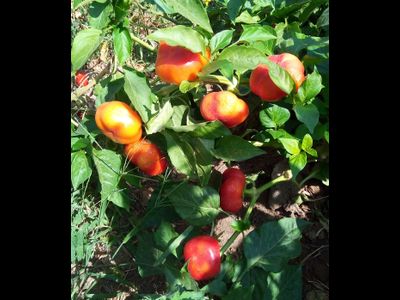 Перец сладкий Ботинечка зута (Botinecka Zuta, Хорватия)