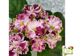 КО-Петушок Золотой Гребешок (О. Кособокова) 2016