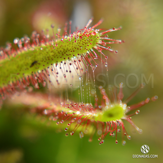 Drosera "Capensis Cretee"