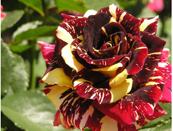 Фокус-покус. (Hocus Pocus), Kordes