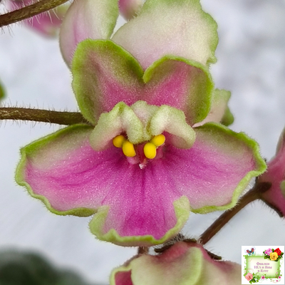 ЛЕ-Ярита (Е.Лебецкая) 2016 г.