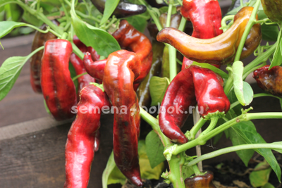 Перец сладкий Marconi Purple (Маркони фиолетовый), 10 шт.