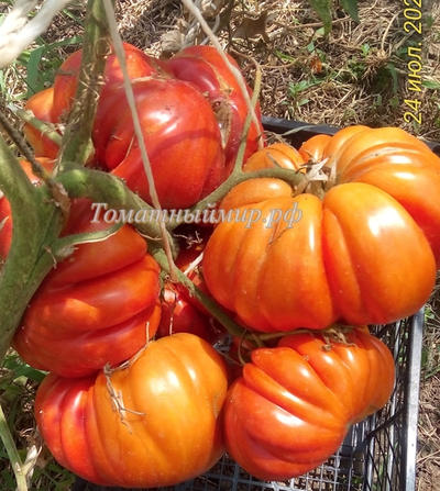 Томат Гигант Фарина (Gigante Farina, Италия)