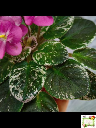 ML-Мама Ирочка (Miniviolets Lux) 2023 г.