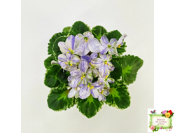 ЛЕ-Лунный Жемчуг (Е. Лебецкая) 2020 г. (детка)