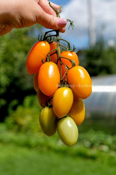 Томат Märchengold (Сказочное Золото), 10 шт